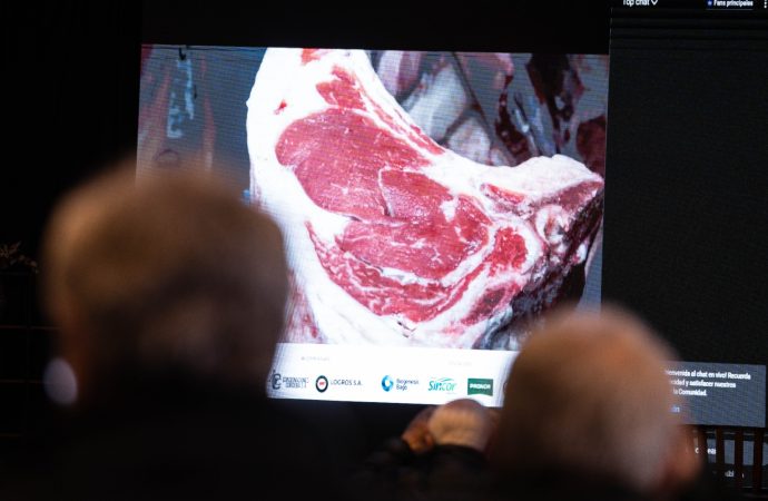 Excelencia Ganadera: La Raza Limousin se Consagra en el Block Test Jesús María 2026