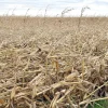 Un dolor de cabeza más productores: ráfagas de 100 km/h derriban lotes de maíz en Córdoba