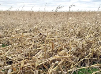 Un dolor de cabeza más productores: ráfagas de 100 km/h derriban lotes de maíz en Córdoba