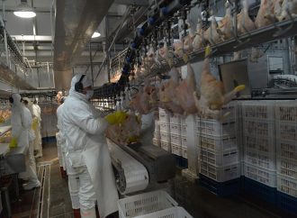 Argentina vuelve a exportar carne aviar a Corea del Sur: se reabre un mercado estratégico