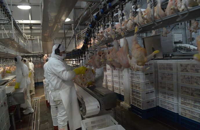 Argentina vuelve a exportar carne aviar a Corea del Sur: se reabre un mercado estratégico
