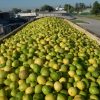 Argentina expande su frontera citrícola: Se abre el mercado de Panamá para limones, naranjas y mandarinas