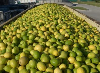 Argentina expande su frontera citrícola: Se abre el mercado de Panamá para limones, naranjas y mandarinas