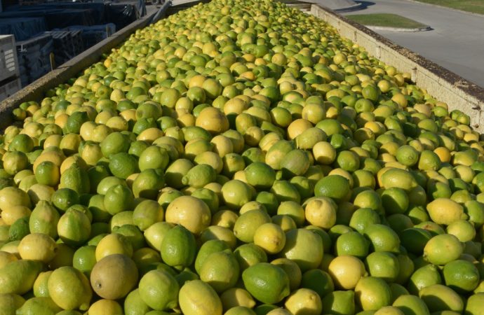 Argentina expande su frontera citrícola: Se abre el mercado de Panamá para limones, naranjas y mandarinas