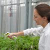 Un estudio de INTA y Conicet accede a la clave científica para combatir la sequía en el campo