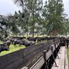 El «oro negro» correntino: cómo el búfalo está revolucionando la ganadería en los humedales del Iberá