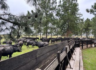 El «oro negro» correntino: cómo el búfalo está revolucionando la ganadería en los humedales del Iberá