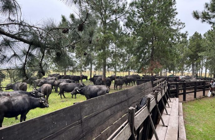 El «oro negro» correntino: cómo el búfalo está revolucionando la ganadería en los humedales del Iberá