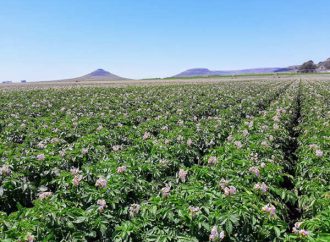 Innovación y Solidaridad: Balcarce será Sede de la Primera Jornada Técnica «La Papa, de Argentina al Mundo»