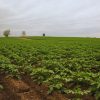 Revolución en la nutrición vegetal: la fertilización foliar se consolida como aliada clave para potenciar los rendimientos agrícolas