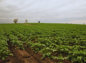 Revolución en la nutrición vegetal: la fertilización foliar se consolida como aliada clave para potenciar los rendimientos agrícolas