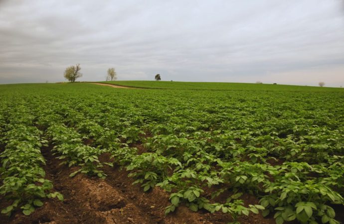 Revolución en la nutrición vegetal: la fertilización foliar se consolida como aliada clave para potenciar los rendimientos agrícolas