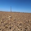 Un dolor de cabeza más productores: ráfagas de 100 km/h derriban lotes de maíz en Córdoba