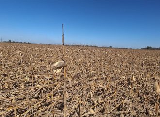 Un dolor de cabeza más productores: ráfagas de 100 km/h derriban lotes de maíz en Córdoba