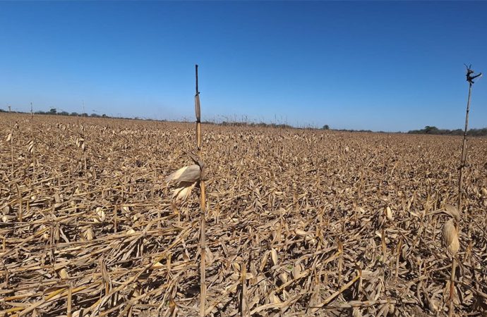 Un dolor de cabeza más para productores: ráfagas de 100 km/h derriban lotes de maíz en Córdoba