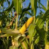 Nutrición de precisión: La clave estratégica para maximizar el rendimiento del maíz en un año «El Niño»