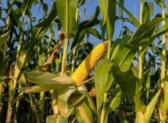 Nutrición de precisión: La clave estratégica para maximizar el rendimiento del maíz en un año «El Niño»