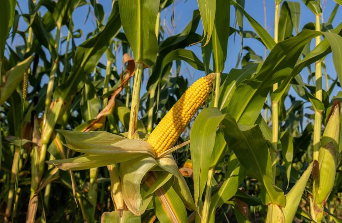 Nutrición de precisión: La clave estratégica para maximizar el rendimiento del maíz en un año «El Niño»