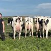 Excelencia genética en la Región Centro: concluyó la Jura a Campo y Entre Ríos exhibe su gran potencial lechero