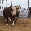 Excelencia genética Braford en Quilino: Remate de Los Socavones mostró muy buenos precios, con valores superiores a los 15 millones de pesos