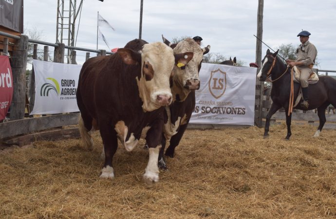 Excelencia genética Braford en Quilino: Remate de Los Socavones mostró muy buenos precios, con valores superiores a los 15 millones de pesos