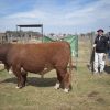 Pasión y genética: Cabaña Los Gringos se alza con el máximo galardón en la Prueba a Campo Hereford de la Universidad Católica