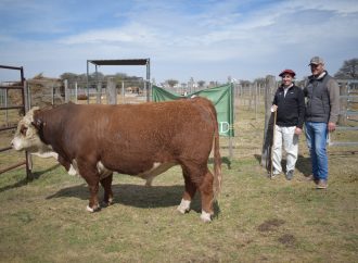 Pasión y genética: Cabaña Los Gringos se alza con el máximo galardón en la Prueba a Campo Hereford de la Universidad Católica