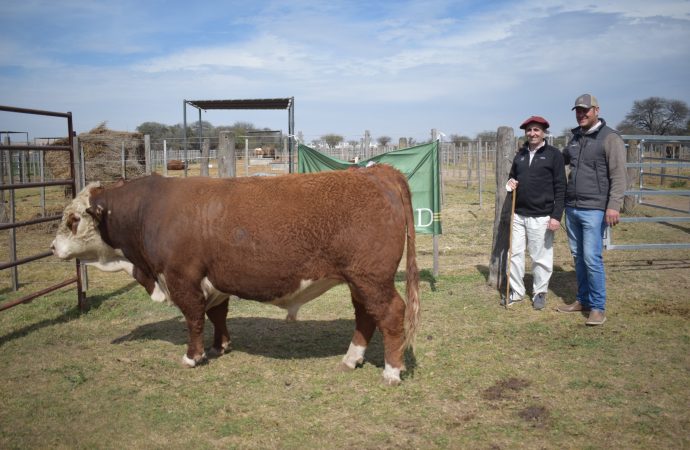 Pasión y genética: Cabaña Los Gringos se alza con el máximo galardón en la Prueba a Campo Hereford de la Universidad Católica