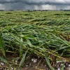 Revés climático en la zona núcleo: el granizo amenaza entre 30.000 y 80.000 hectáreas de trigo
