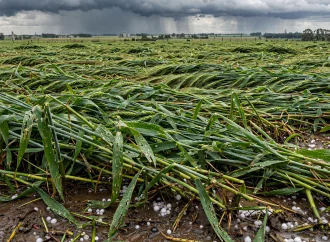Revés climático en la zona núcleo: el granizo amenaza entre 30.000 y 80.000 hectáreas de trigo