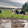 MECA 2026: Estrategias para blindar la producción de carne y leche frente al regreso de las lluvias y el barro