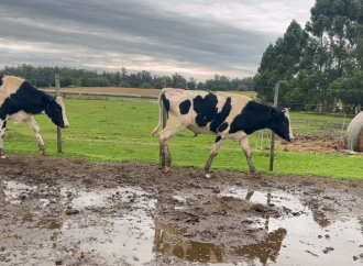 MECA 2026: Estrategias para blindar la producción de carne y leche frente al regreso de las lluvias y el barro