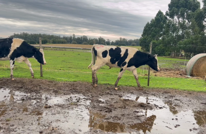 MECA 2026: Estrategias para blindar la producción de carne y leche frente al regreso de las lluvias y el barro