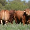 La raza Limousin desembarca en Jesús María con el potencial de su genética carnicera