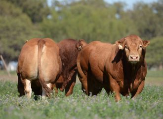 La raza Limousin desembarca en Jesús María con el potencial de su genética carnicera