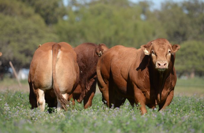 La raza Limousin desembarca en Jesús María con el potencial de su genética carnicera