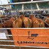 Limousin Argentina obtuvo la medalla de plata en la 2ª edición del Campeonato Mundial de la Carne