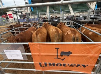 Limousin Argentina obtuvo la medalla de plata en la 2ª edición del Campeonato Mundial de la Carne