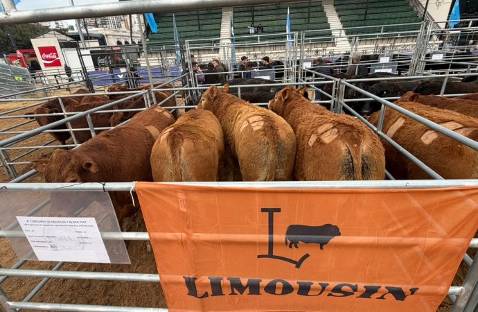 Limousin Argentina obtuvo la medalla de plata en la 2ª edición del Campeonato Mundial de la Carne
