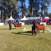 ExpoBRA 2026: La genética se consolida como la clave para ganar eficiencia y recuperar la ganadería del norte