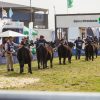 Cañuelas se prepara para la Semana Angus de Primavera: genética de punta, 60.000 cabezas a la venta y el futuro de la ganadería nacional