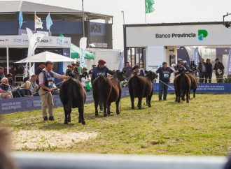 Cañuelas se prepara para la Semana Angus de Primavera: genética de punta, 60.000 cabezas a la venta y el futuro de la ganadería nacional
