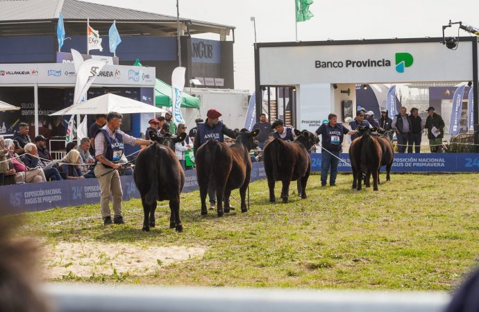 Cañuelas se prepara para la Semana Angus de Primavera: genética de punta, 60.000 cabezas a la venta y el futuro de la ganadería nacional