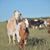 Boom exportador: los ingresos por venta de carne caprina al exterior aumentaron más del 380% en 2026