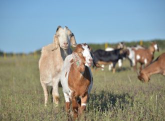 Boom exportador: los ingresos por venta de carne caprina al exterior aumentaron más del 380% en 2026