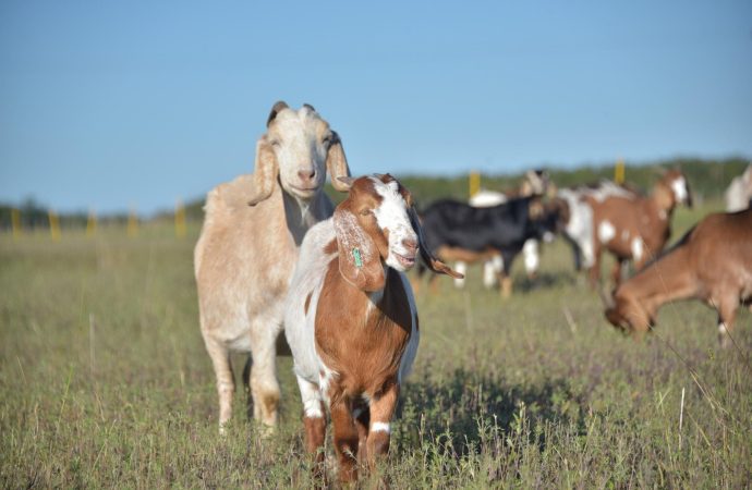Boom exportador: los ingresos por venta de carne caprina al exterior aumentaron más del 380% en 2026