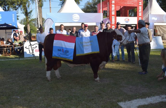 Orgullo correntino: un Toro de «El Estribo» se coronó Gran Campeón Macho Braford en ExpoBra 2026
