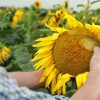 Innovación en la presiembra: BASF presentó Vulcarus®, un nuevo herbicida para el control de malezas en girasol y maní