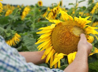 Innovación en la presiembra: BASF presentó Vulcarus®, un nuevo herbicida para el control de malezas en girasol y maní