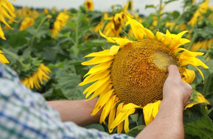 Innovación en la presiembra: BASF presentó Vulcarus®, un nuevo herbicida para el control de malezas en girasol y maní